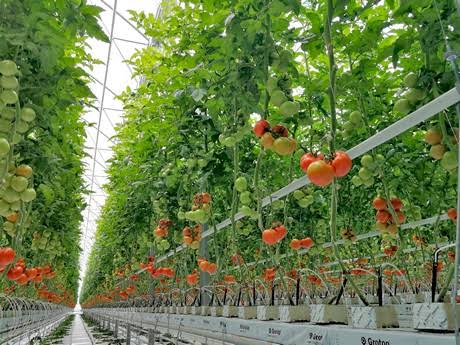 Экспортерам тепличной продукции окажут поддержку и в июле